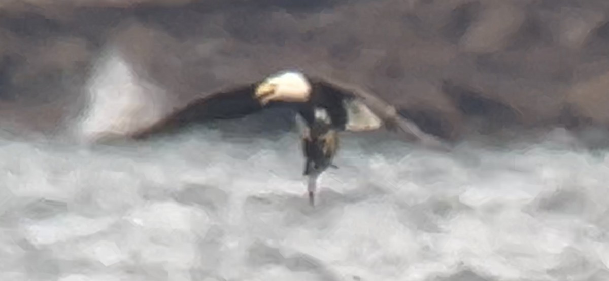 Pygargue à tête blanche - ML646275653