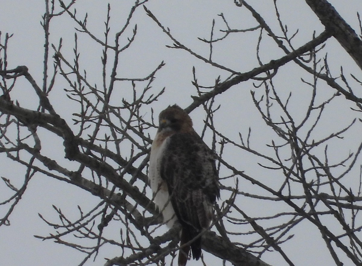 Red-tailed Hawk - ML646275667