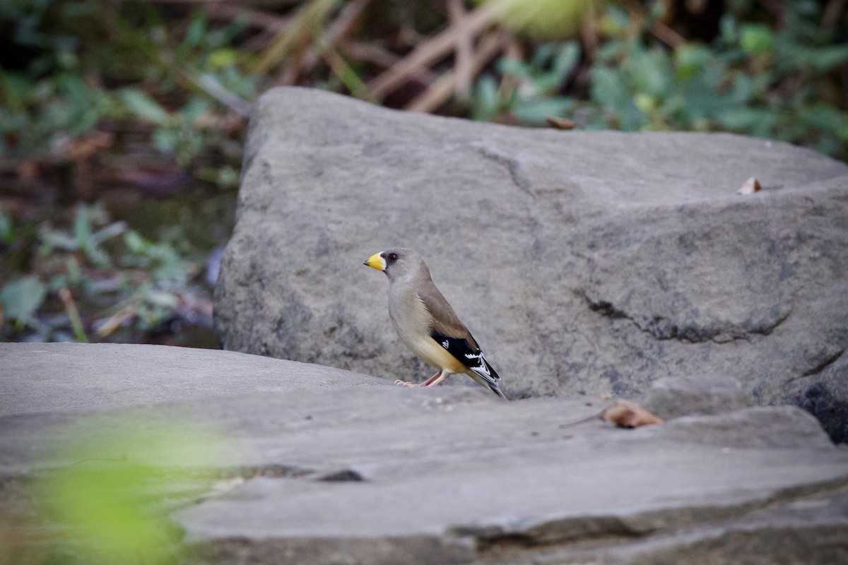 Yellow-billed Grosbeak - ML646275668
