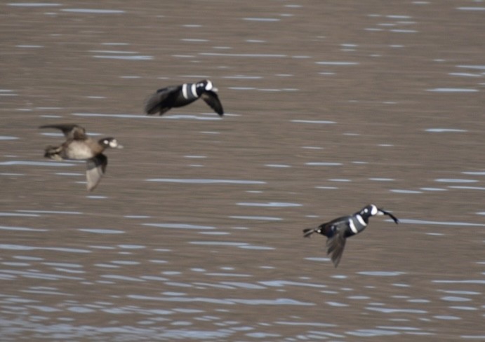 Harlequin Duck - ML646275680