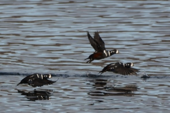 Harlequin Duck - ML646275681
