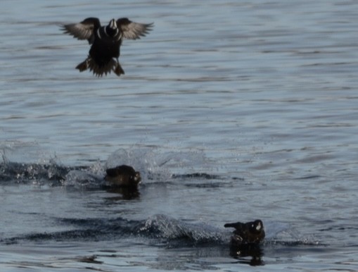 Harlequin Duck - ML646275682