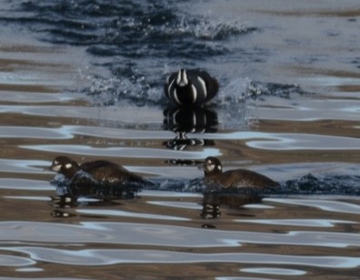 Harlequin Duck - ML646275683