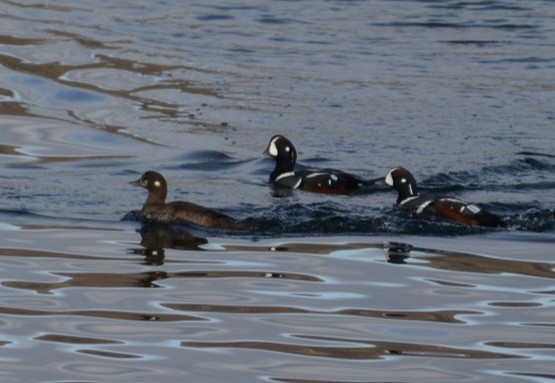 Harlequin Duck - ML646275684