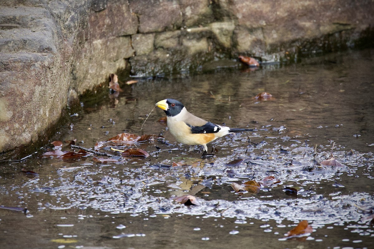 Yellow-billed Grosbeak - ML646275690