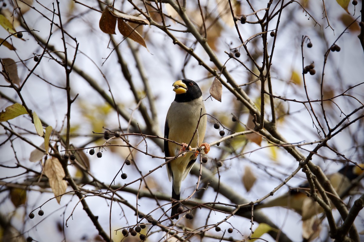 Yellow-billed Grosbeak - ML646275702