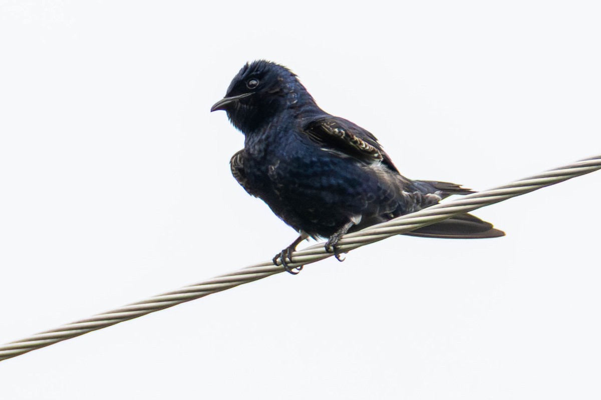 Purple Martin - ML646275703