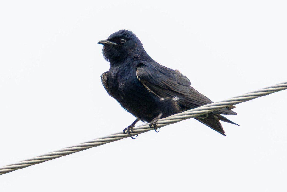Purple Martin - ML646275705
