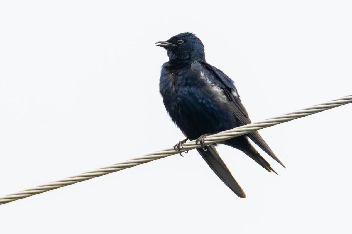 Purple Martin - ML646275706