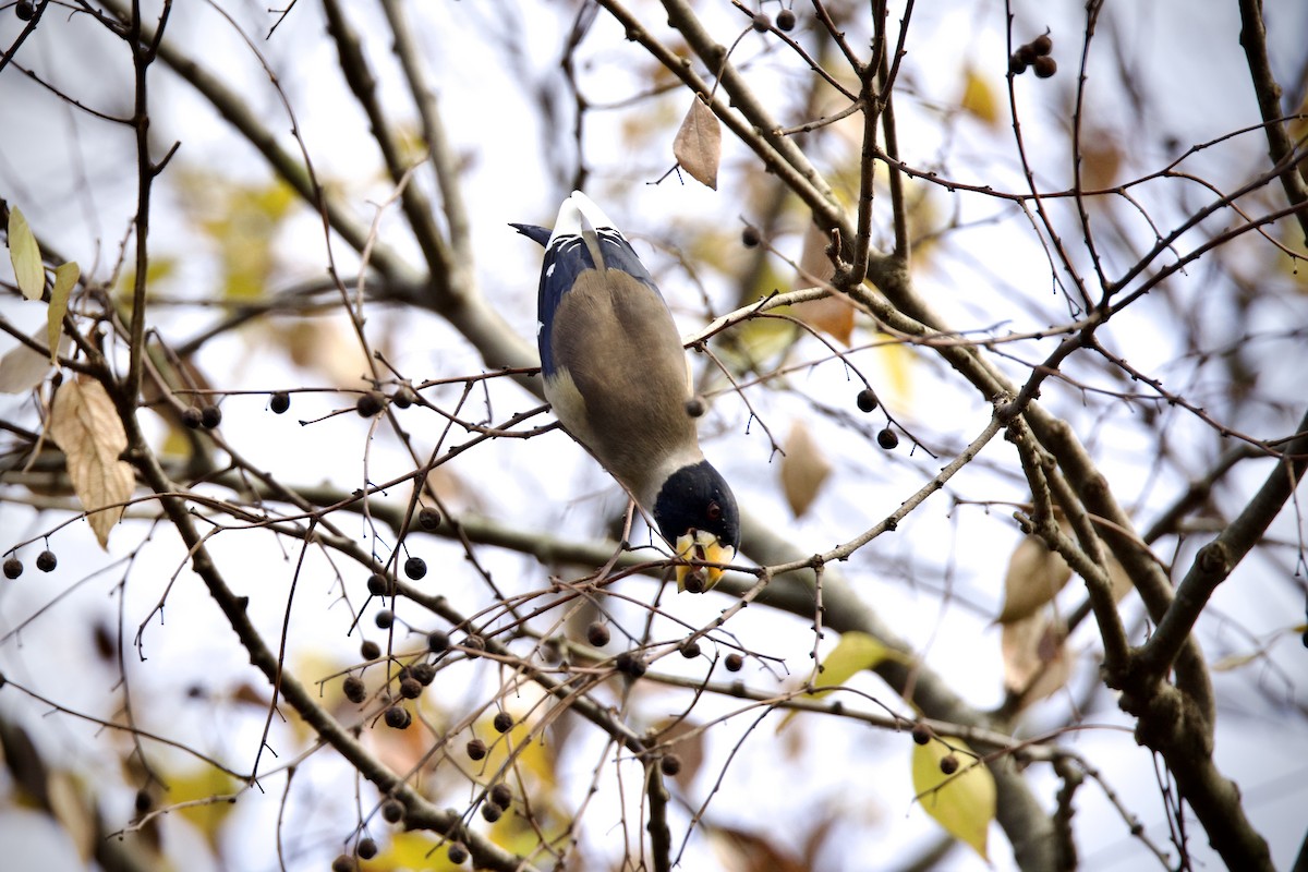 Yellow-billed Grosbeak - ML646275710