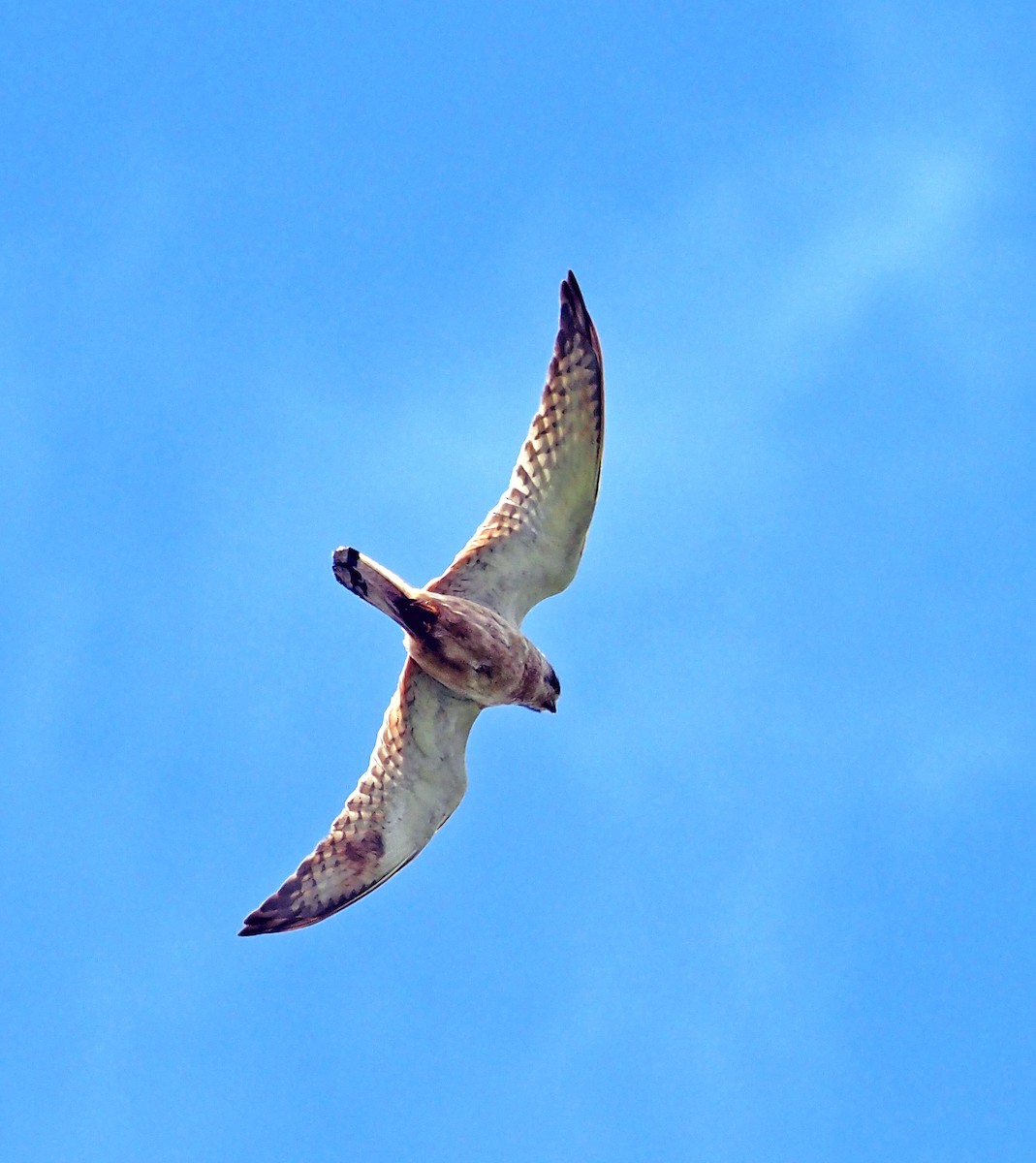 Nankeen Kestrel - ML646275711