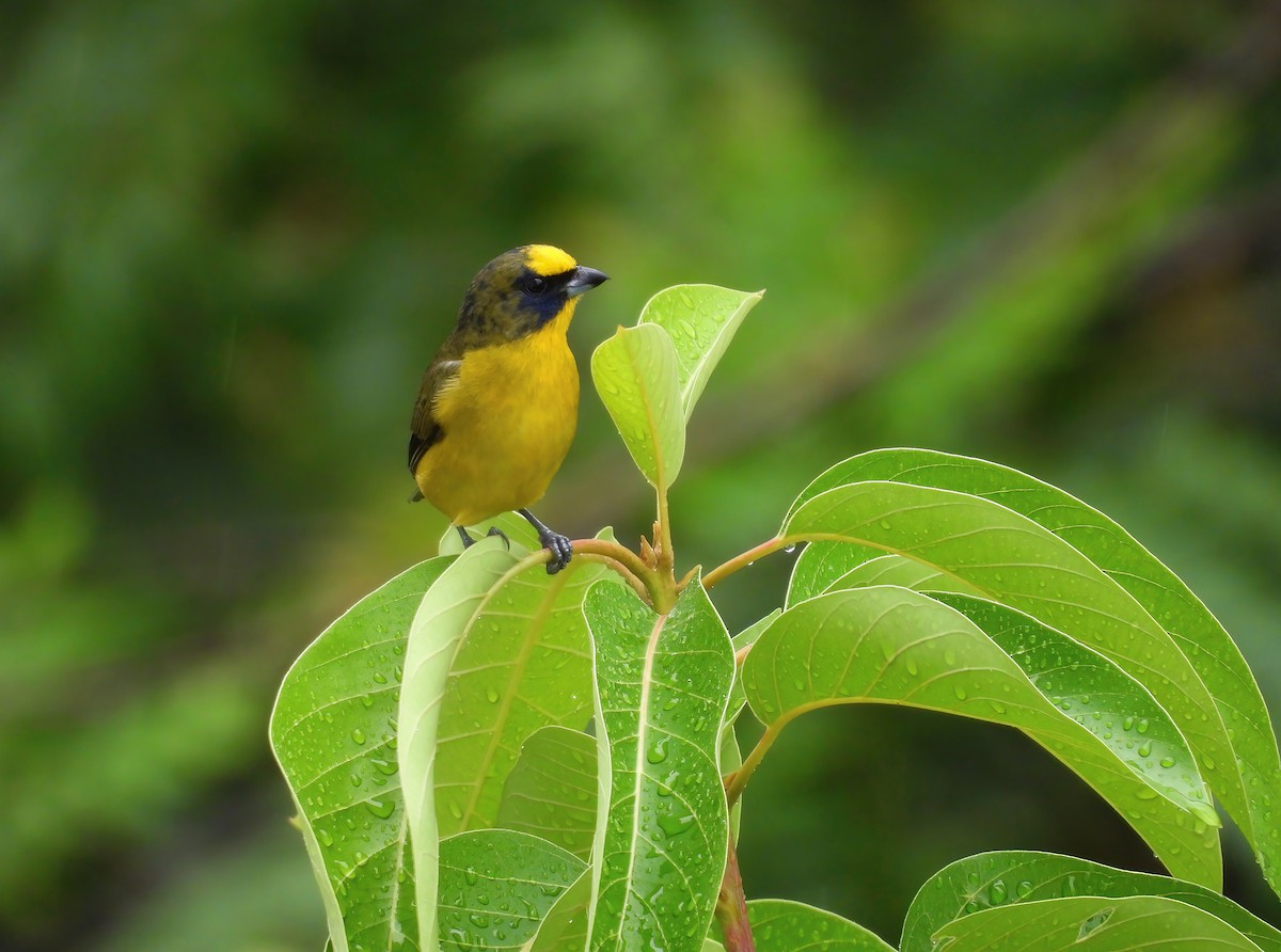 Thick-billed Euphonia - ML646275712