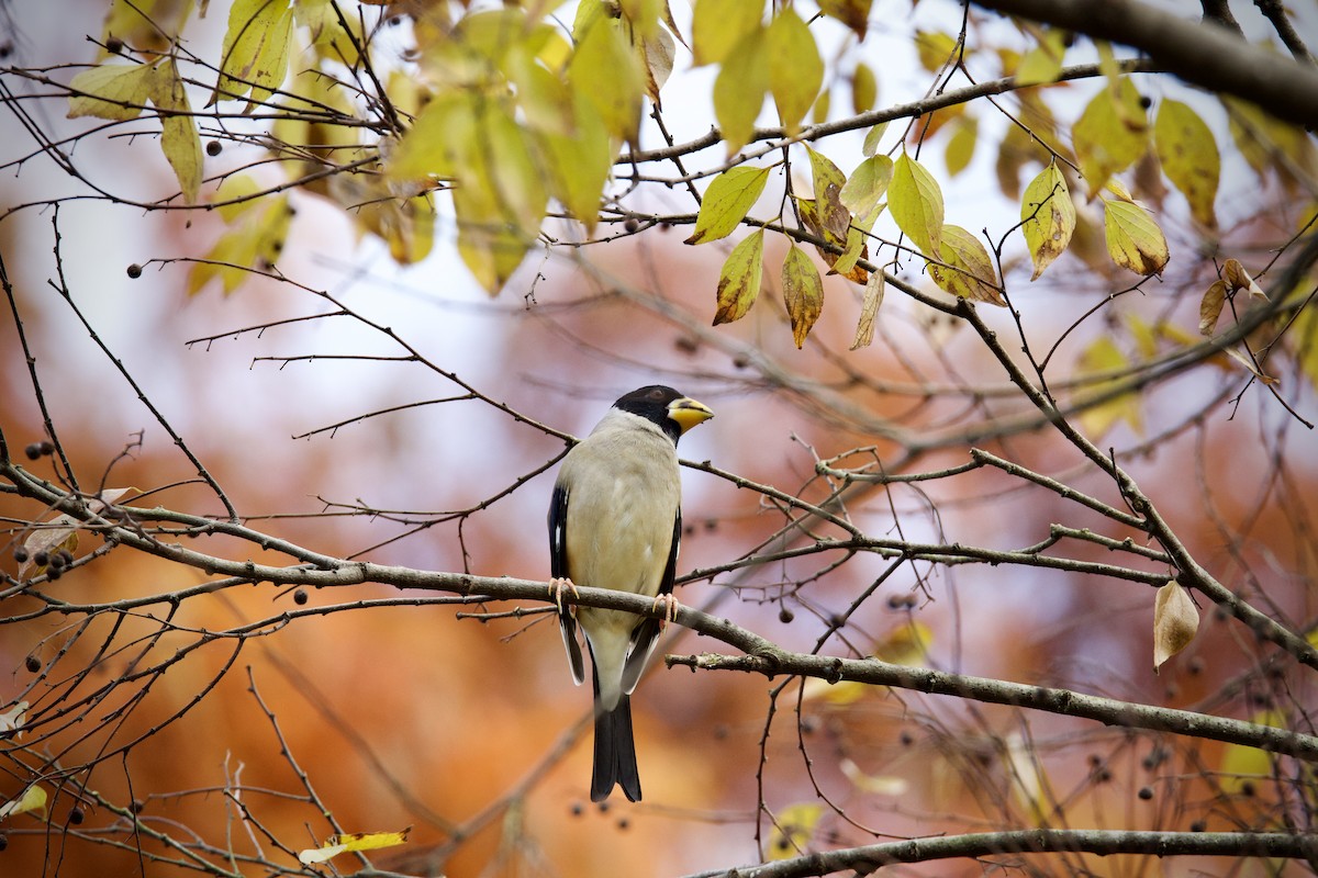 Yellow-billed Grosbeak - ML646275718