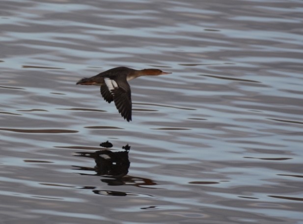 Red-breasted Merganser - ML646275722