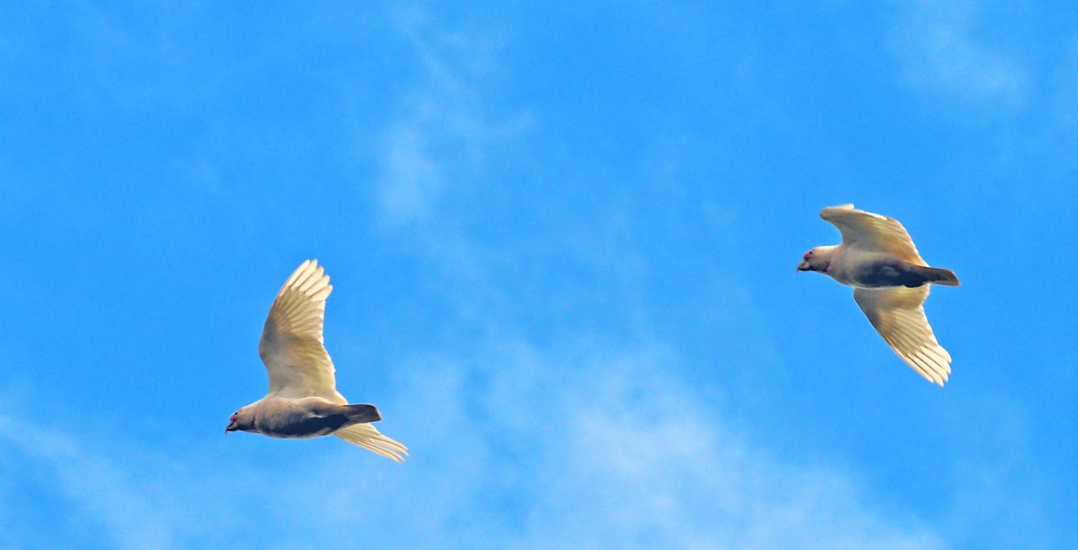 Long-billed Corella - ML646275723