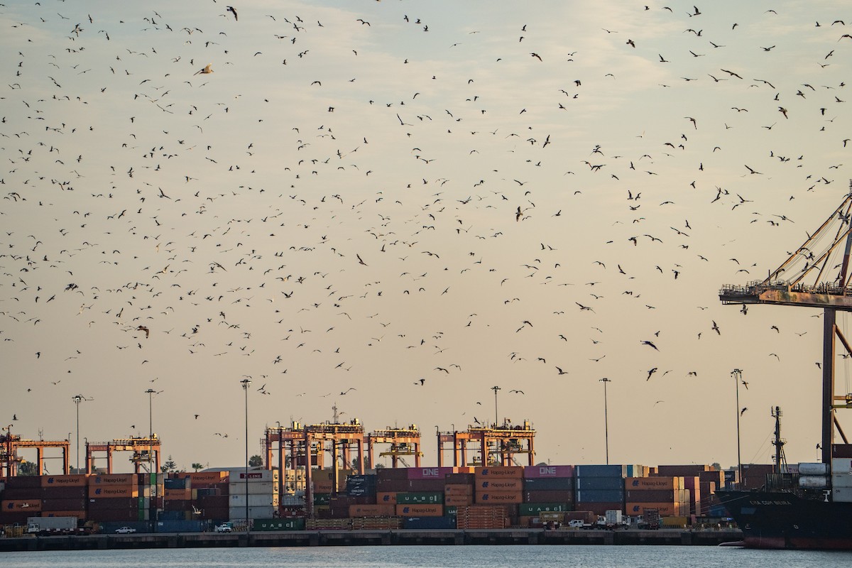 Franklin's Gull - ML646275727