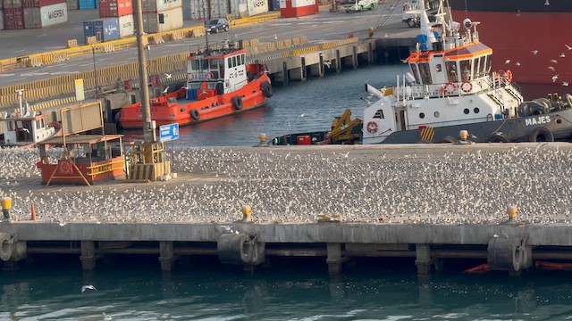 Franklin's Gull - ML646275728