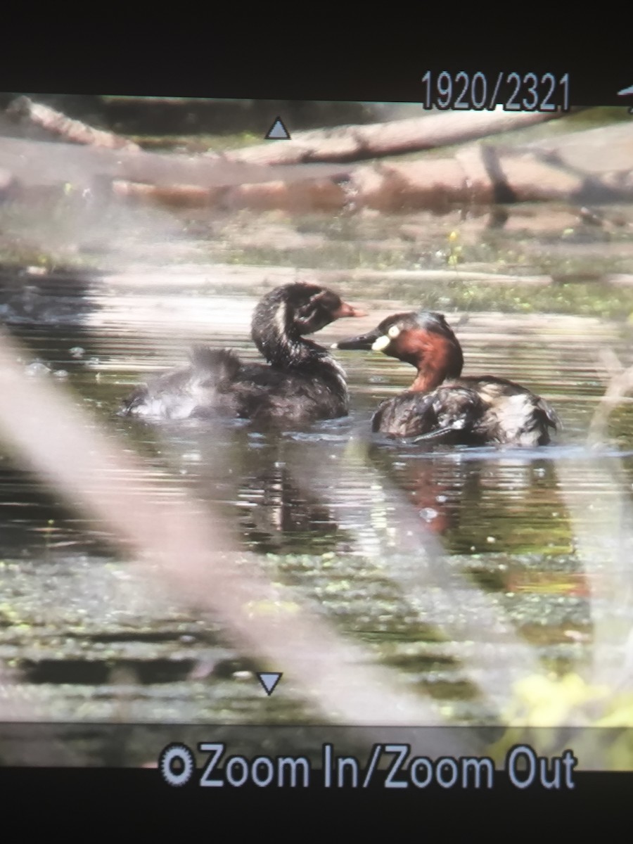 Little Grebe - ML646275731