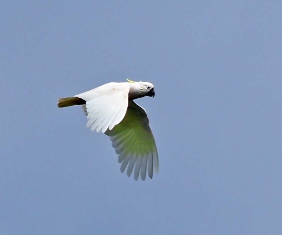 Sulphur-crested Cockatoo - ML646275735