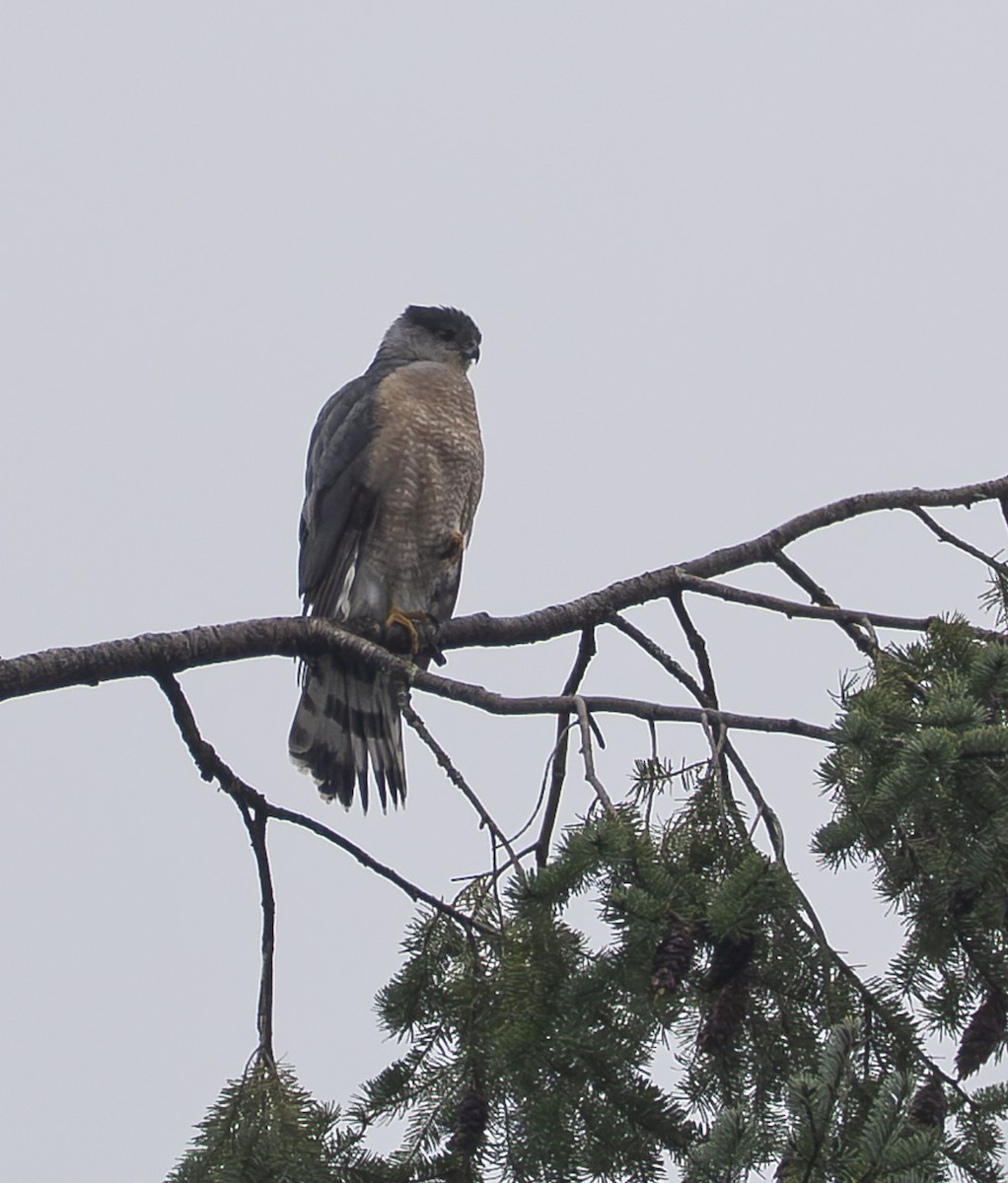 Cooper's Hawk - ML646275744
