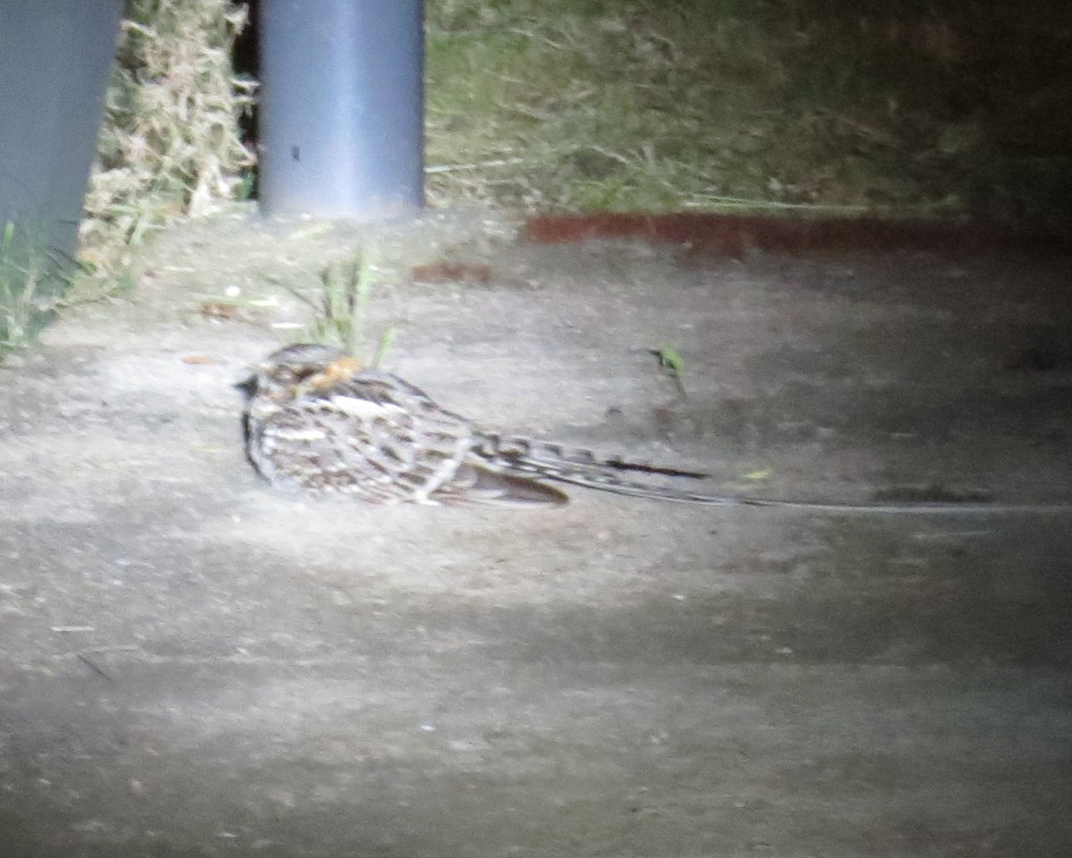 lelek nůžkoocasý - ML646275745