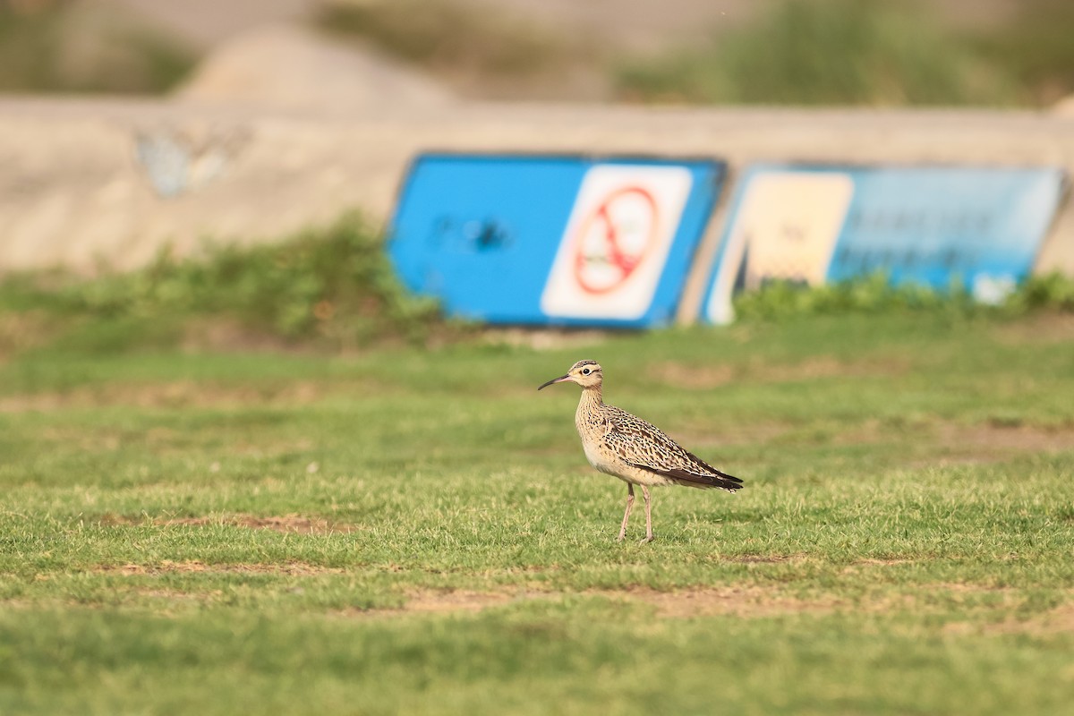 Little Curlew - ML646275751