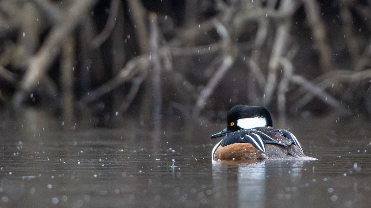 Hooded Merganser - ML646275764