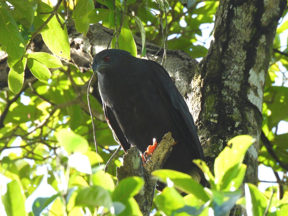 Crane Hawk - ML646275765