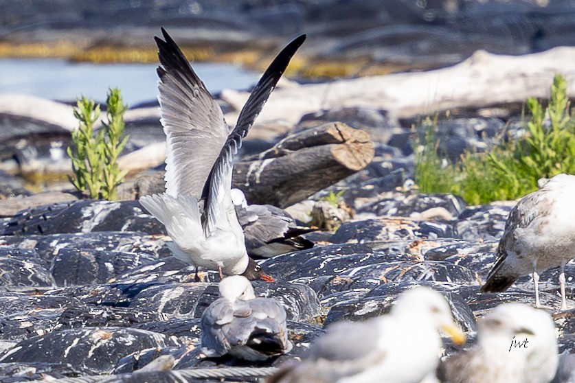 Gabbiano sghignazzante - ML646275769