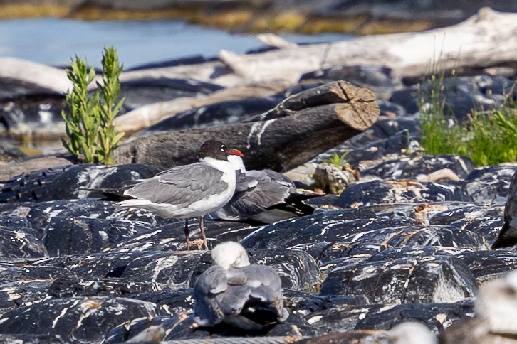 Gabbiano sghignazzante - ML646275770
