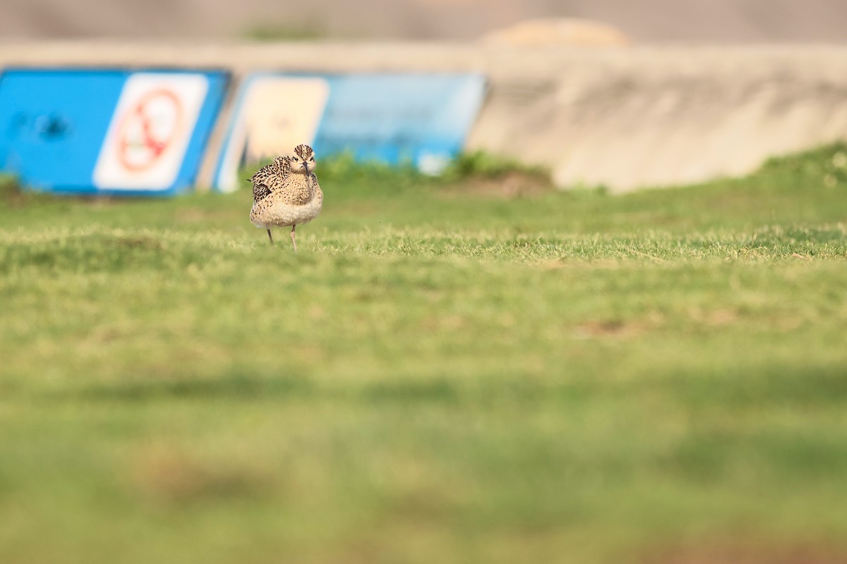 Little Curlew - ML646275771