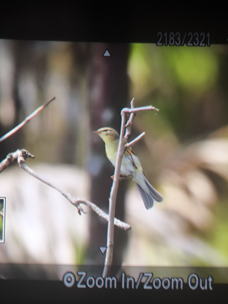 Willow Warbler - ML646275775