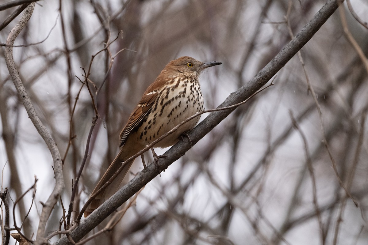 Brown Thrasher - ML646275776