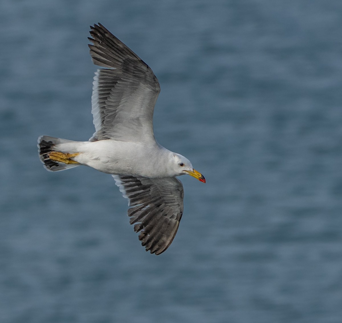 Belcher's Gull - ML646275778