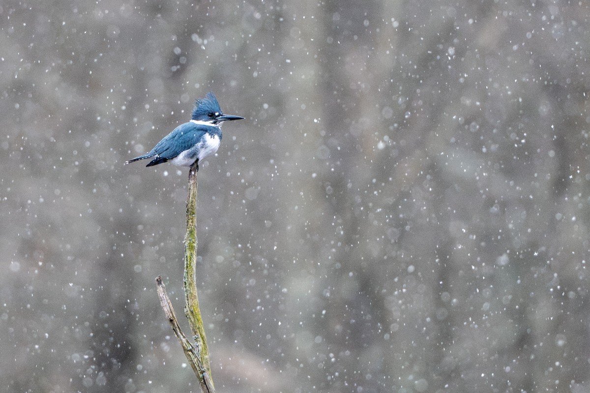 Belted Kingfisher - ML646275785