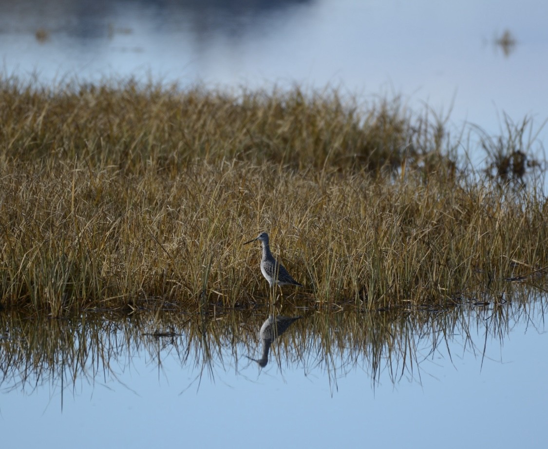 Greater Yellowlegs - ML646275786