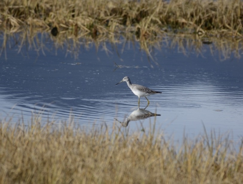 Greater Yellowlegs - ML646275787