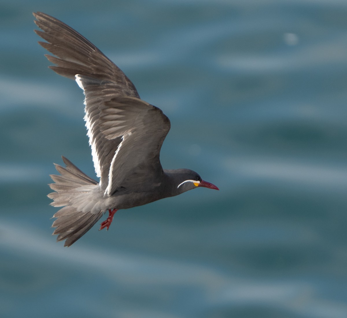 Inca Tern - ML646275789