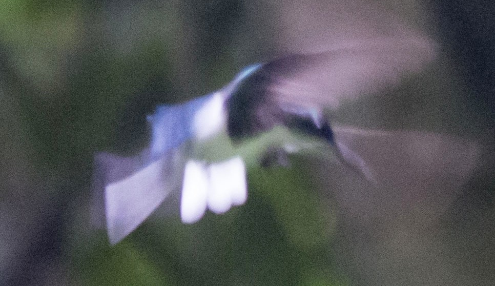 Purpurkron-Schmuckkolibri - ML646275790