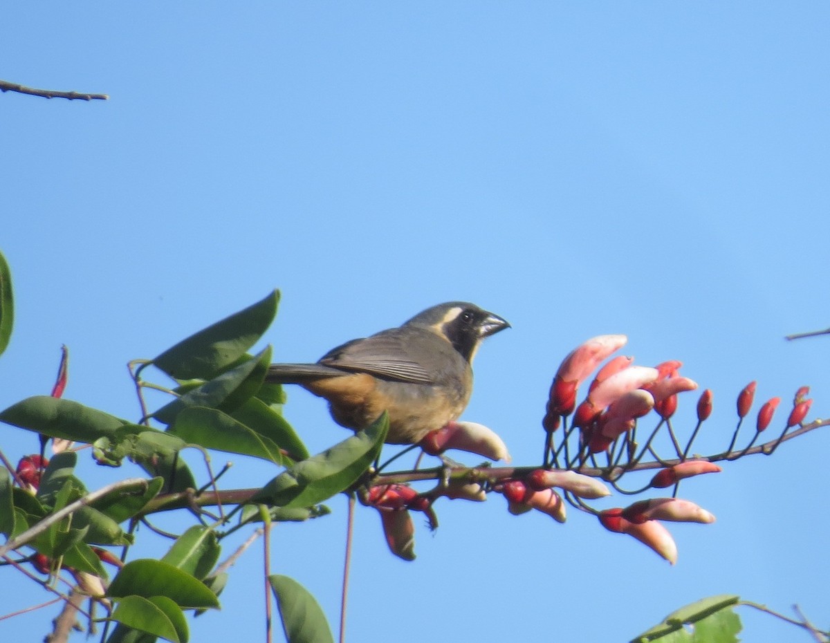 キバシイカル - ML646275796