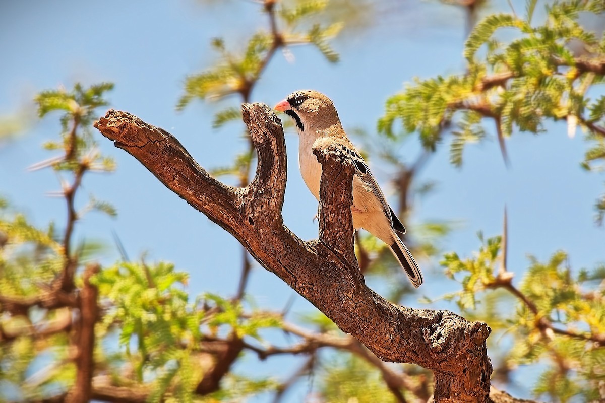 Scaly Weaver - ML646275797