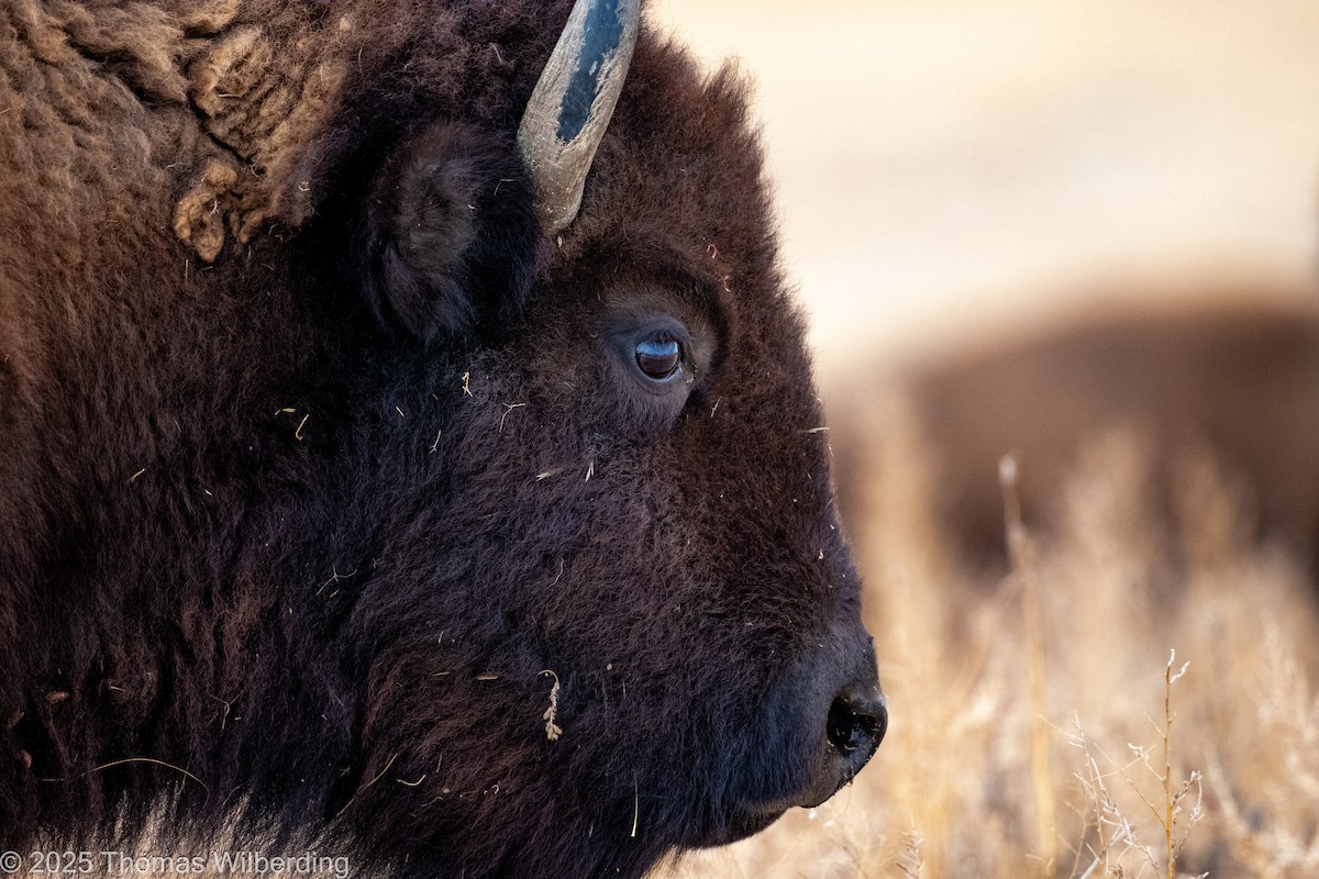 Animals - ML646275799