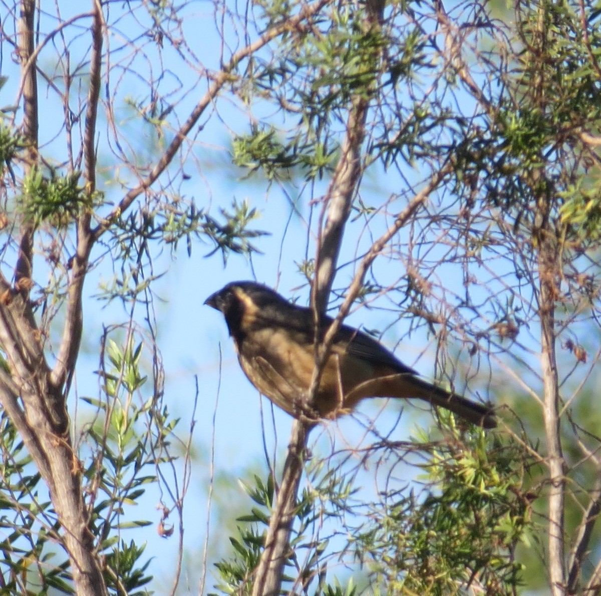 キバシイカル - ML646275800