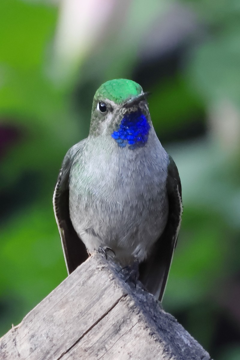 Colibrí Ventrigrís - ML646275803