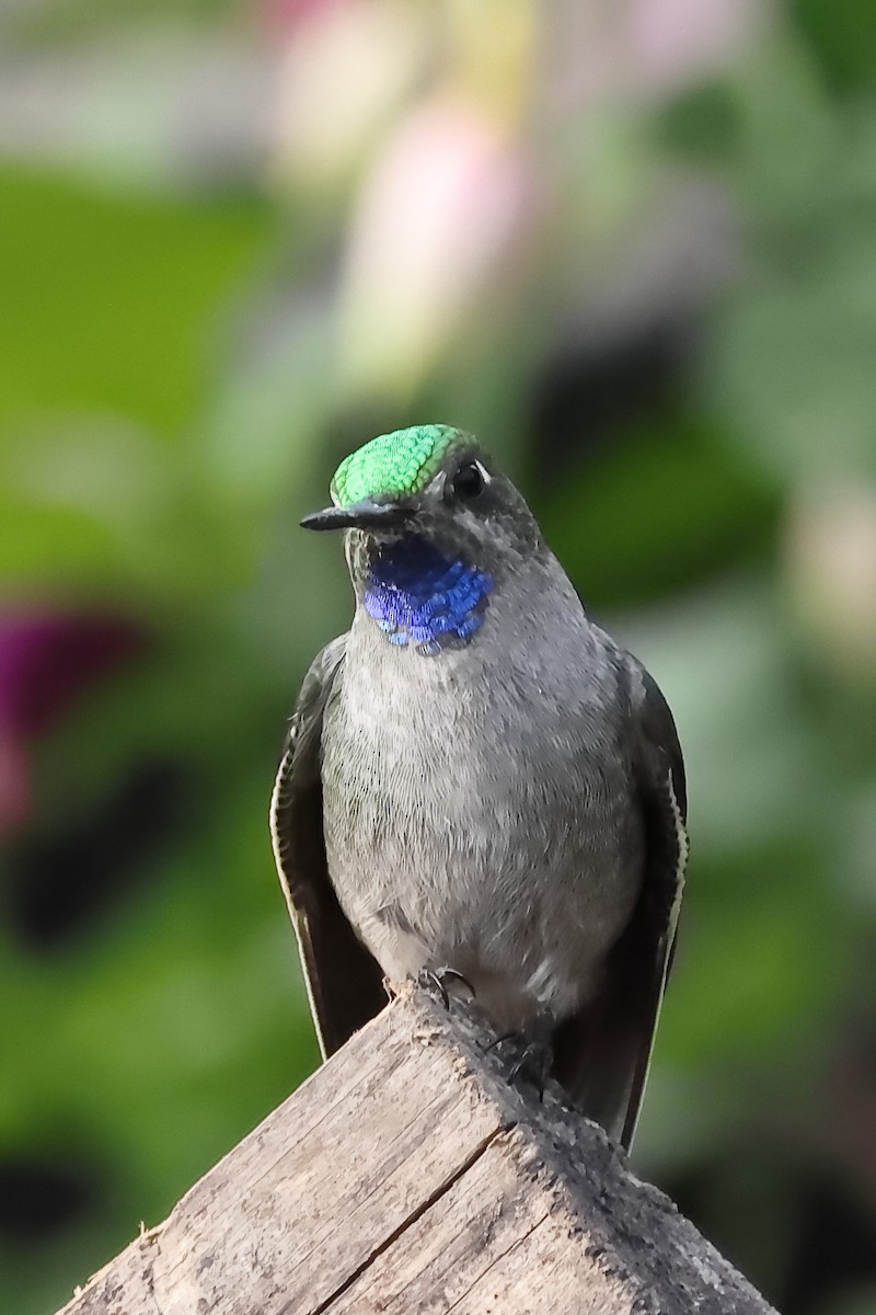 Colibrí Ventrigrís - ML646275804