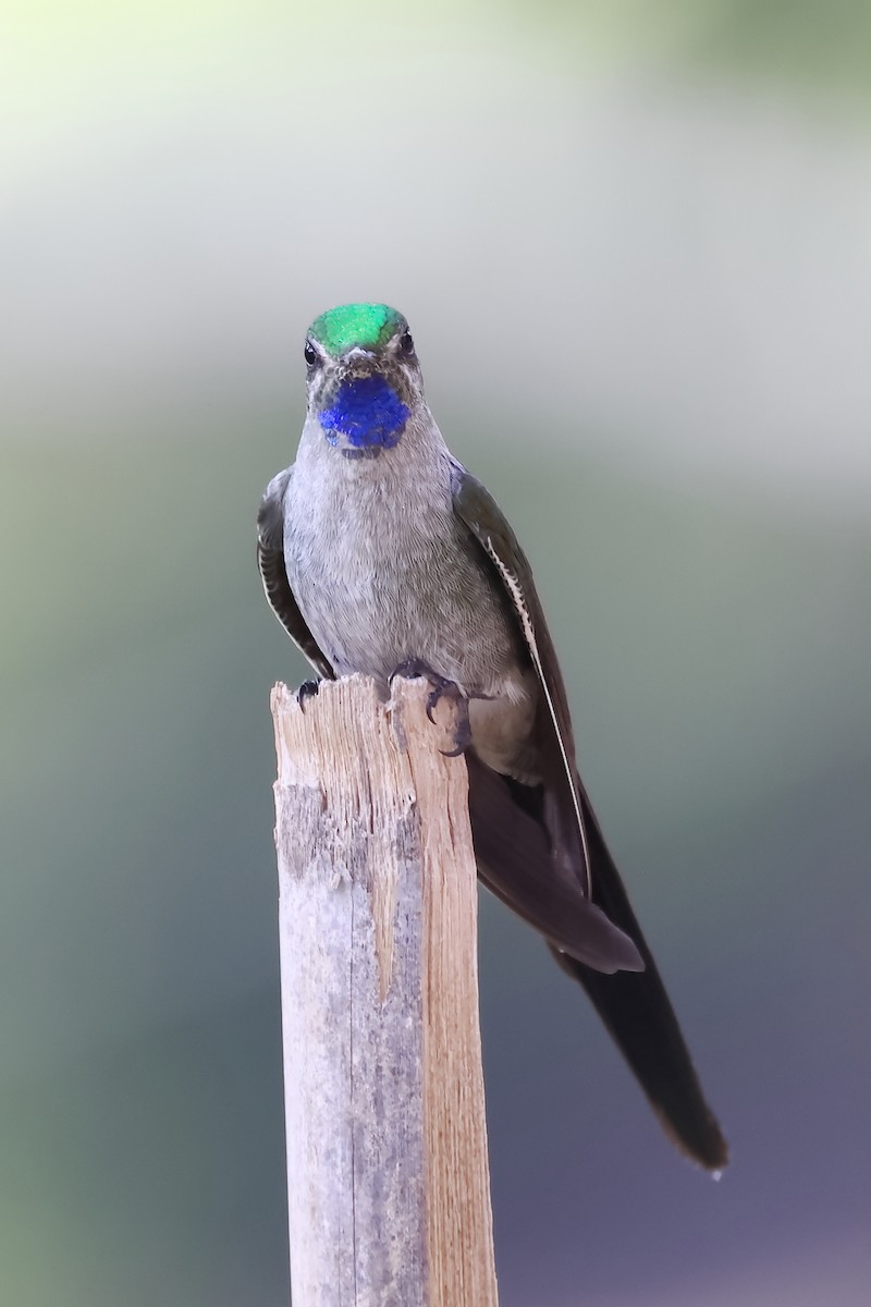 Colibrí Ventrigrís - ML646275809