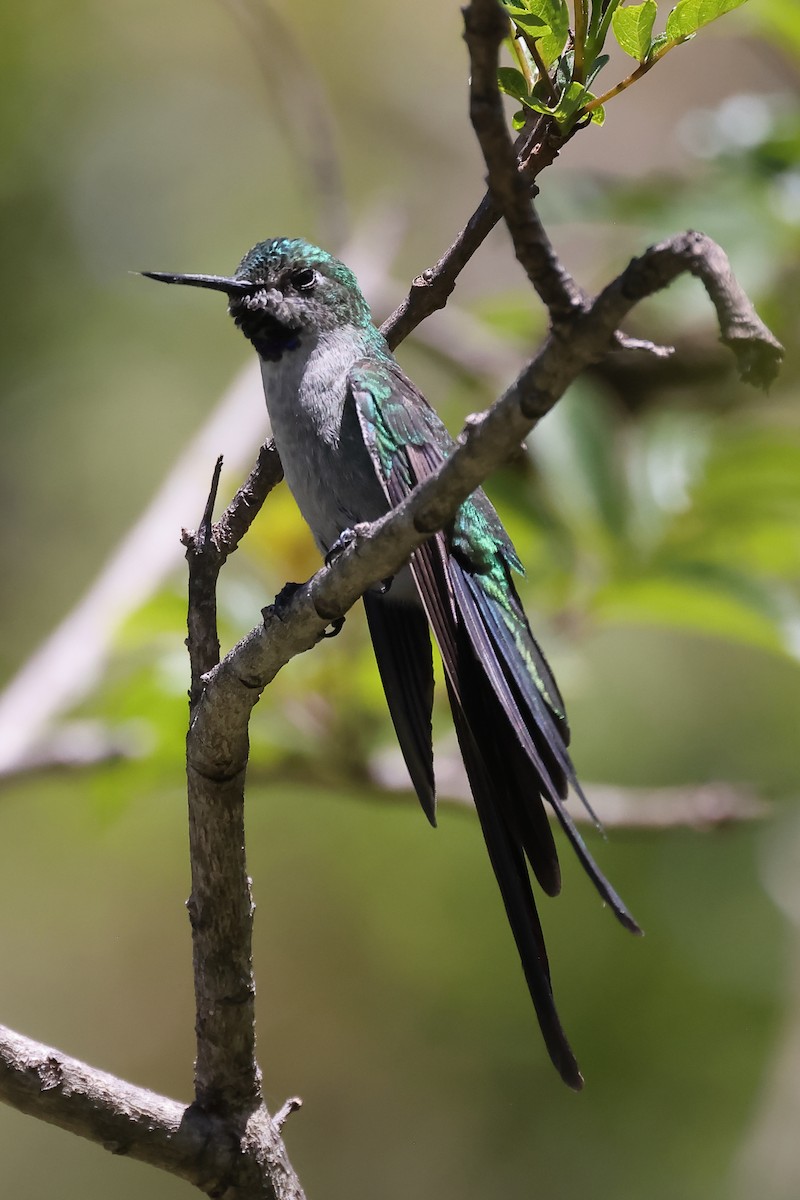 Colibrí Ventrigrís - ML646275810