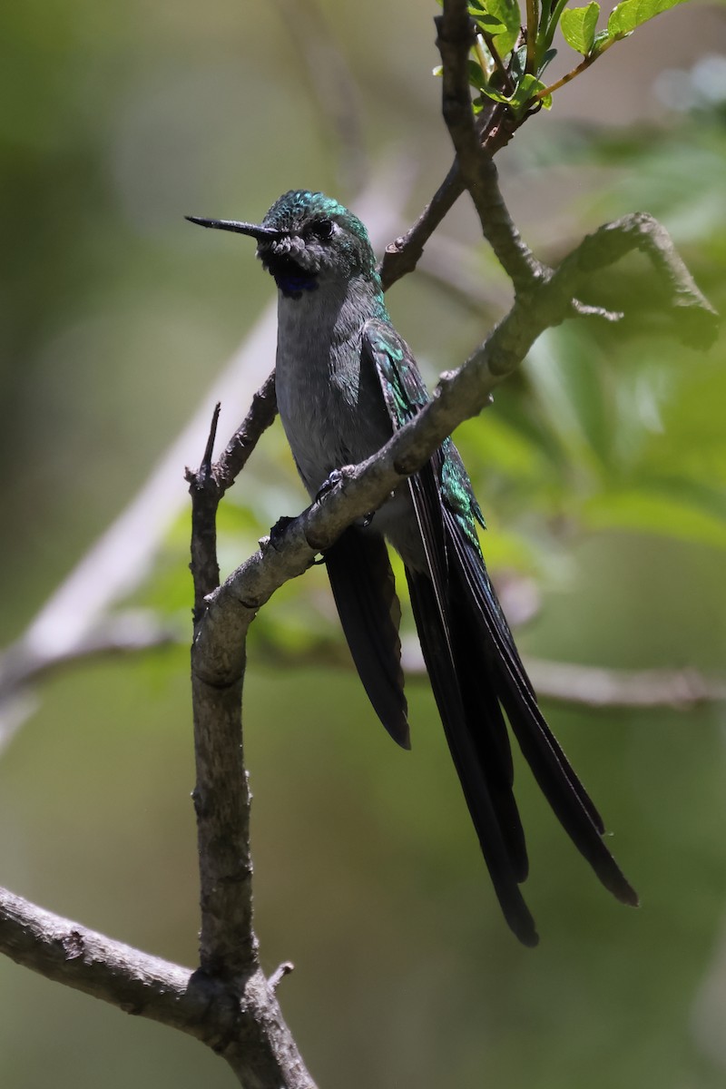 Colibrí Ventrigrís - ML646275811