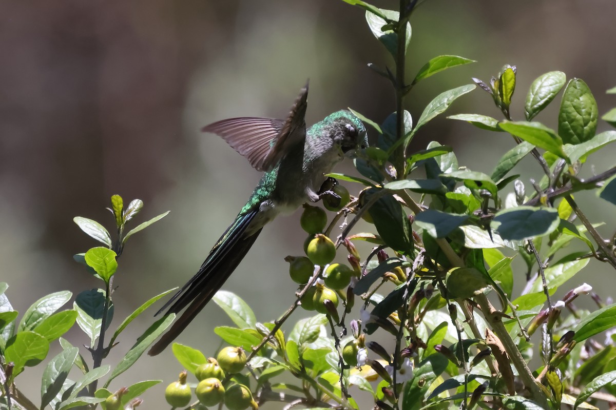 Colibrí Ventrigrís - ML646275812