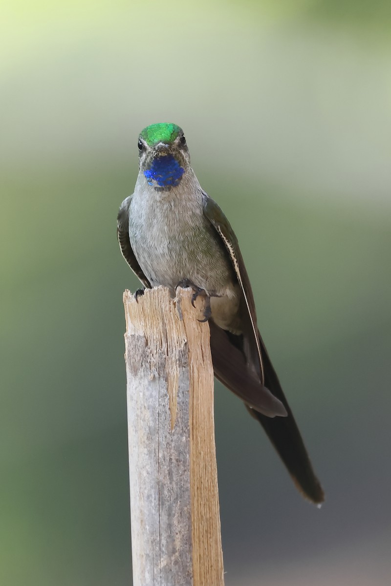Colibrí Ventrigrís - ML646275813